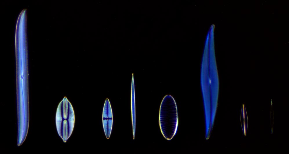 Carolina Biologicial diatom test slide at 20x darkfield